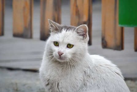 街上一只可爱的白猫的头特写