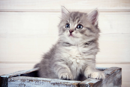 灰色的小猫坐在蓝色的木箱里抬头看。