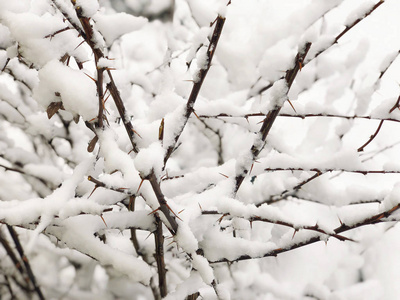 冬天雪下树枝的背景图片