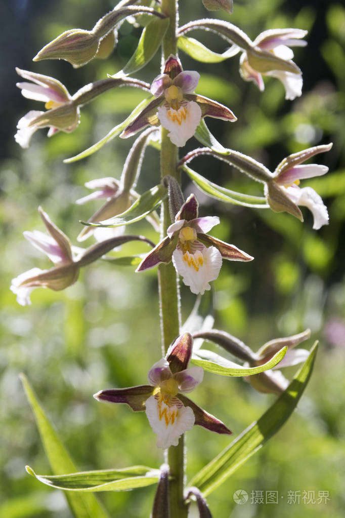 萼片萼片萼片萼片沼泽海泡草野生兰花盛开