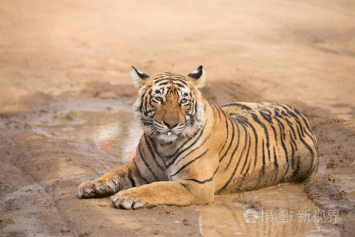 印度老虎躺在班加夫国家公园