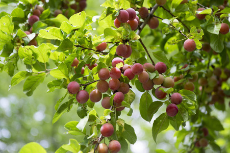蕨类植物樱桃李树,梅枝,成熟的果实,绿色的叶子照片