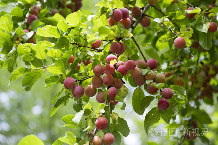 蕨类植物樱桃李树,梅枝,成熟的果实,绿色的叶子