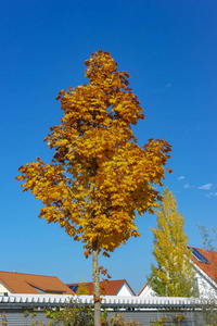 秋天的一棵树，秋天的橙叶，蓝天上的午后，德国南部的巴伐利亚