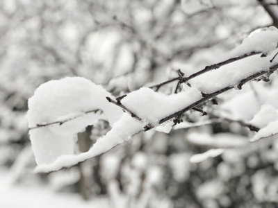 冬天雪下树枝的背景
