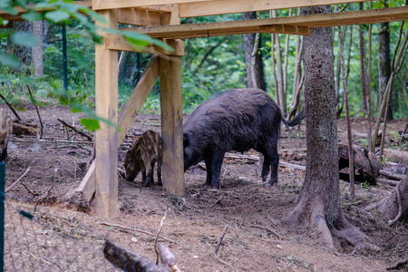 在自然公园寻找食物的野猪