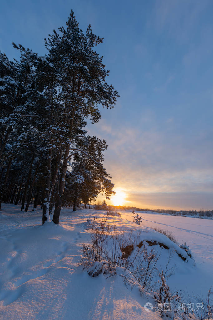 景观. 在阳光明媚的冬日雪中的松林