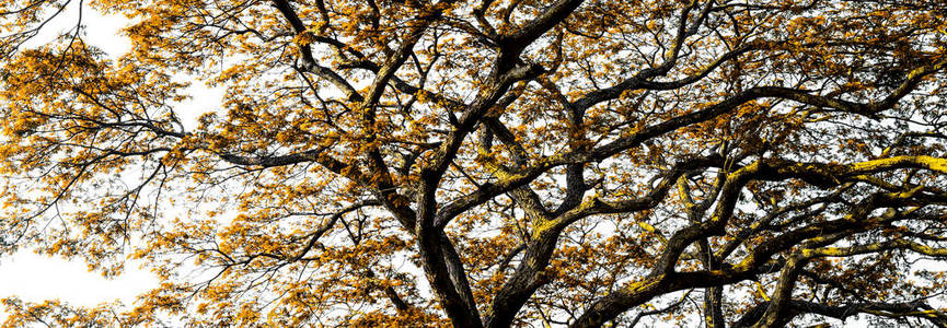 黄叶大树冠层背景图片