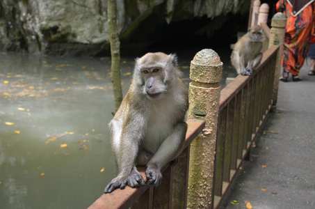 猴子坐在河边洞穴入口附近的栏杆上。 在背景中，第二只猴子和穿着彩色衣服的游客