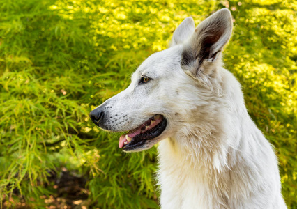 白色瑞士牧羊犬概况自然绿色背景。