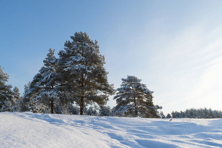 景观。 在阳光明媚的冬日雪中的松林