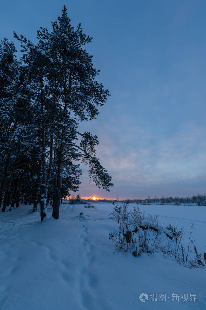 景观. 在阳光明媚的冬日雪中的松林
