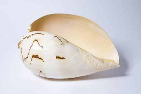 不同种类的蛤蜊大小形状不同. 大西洋贝壳孤立在白色背景上.