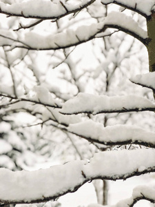 冬天雪下的树枝