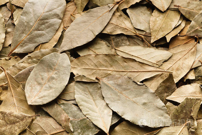 堆干月桂叶纹理背景