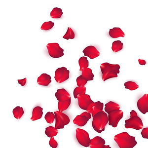 在白色背景查出的红色玫瑰花瓣。向量例证