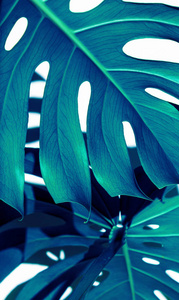 白色背景上的蓝色叶子。 调色板的绿色和热带树叶怪物在风格上的精细艺术。