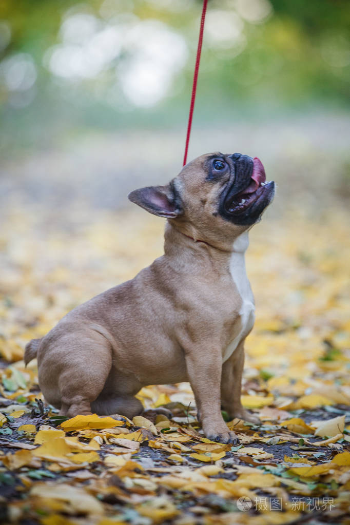 3744*5616px发票合同问题/法国斗牛犬斗牛犬动物可爱宠物小狗狗查看