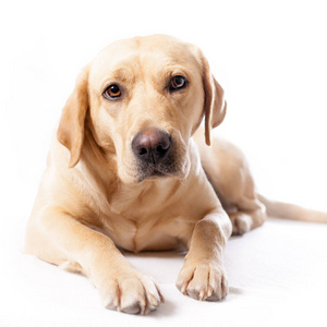 米白色拉布拉多犬图片