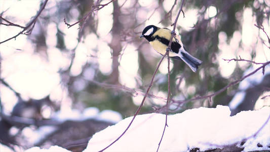 靠近可爱的, 黄色的山雀坐在一棵树的雪枝上, 然后在模糊的背景上飞走。小鸟从冬天飞走, 雪树分枝慢动作