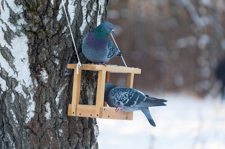 冬天，两只鸽子在公园里的一个木制喂食器里吃东西。
