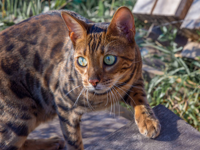 孟加拉猫狩猎户外自然绿色背景图片