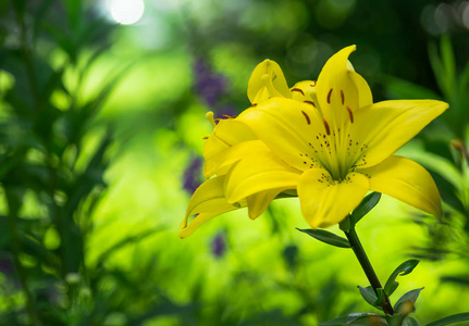 夏日花园里黄花菜的美丽花朵图片
