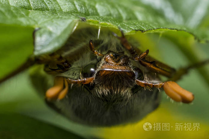 炎炎夏日，坐在绿叶下的公鸡