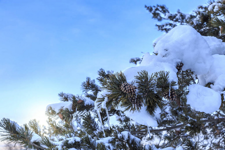 雪覆盖松枝，松果与阳光