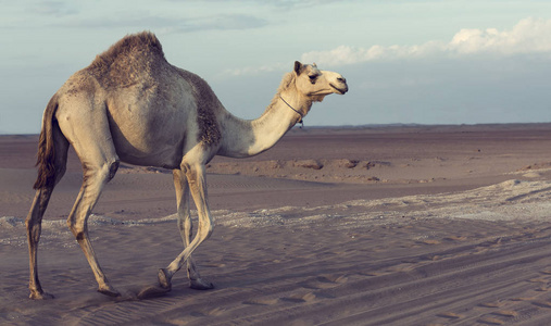 日落时分,孤独的骆驼在沙漠中沿着一条路走照片