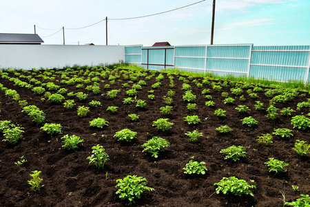 土豆绿芽的马铃薯田。 围栏后面的土地