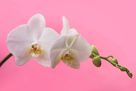 粉红色背景上的白色兰花，在粉红色背景上开花，茎和芽。