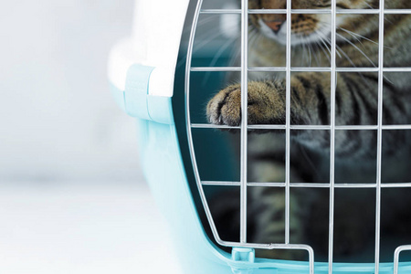 猫爪试图打开笼子携带动物.搬迁和动物运输概念照片