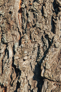 树树皮纹理背景。树树皮背景。特写