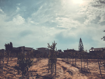 在以色列干旱的时候, 在农场里新栽的树被灌溉, 以寻求效率。