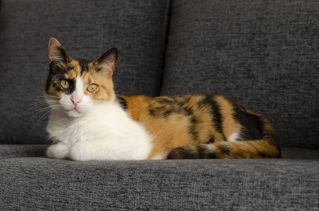 三只彩色猫躺在沙发上