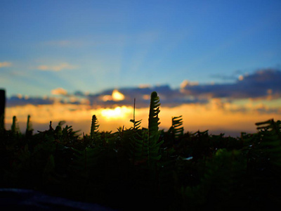 近射向草地，天空中有太阳，背景下有亮光