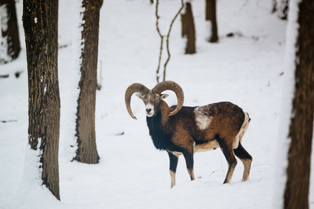 冬季森林中的欧洲迷彩公羊