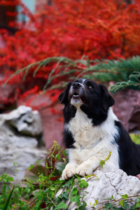 狗的边境牧羊犬躺在花园里