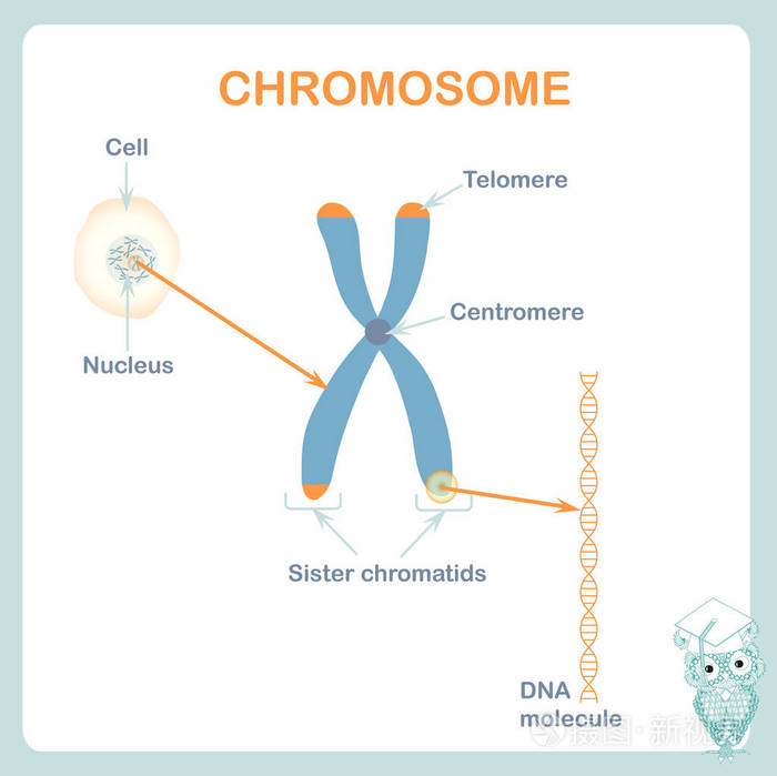 染色体dna端粒是染色体细胞末端的保护帽医学教育医疗保