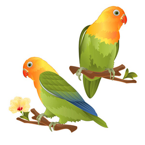 鹦鹉爱鸟热带鸟站在树枝上白色背景矢量插图可编辑手绘