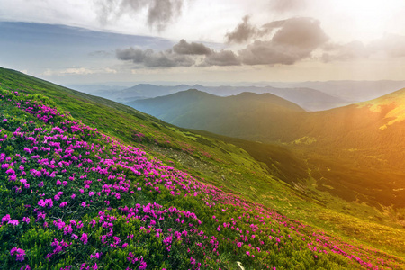 美丽的景色，粉红色杜鹃花盛开在山坡上，雾山，绿草如茵，喀尔巴阡山，远处有戏剧性的云彩。 自然概念的美。