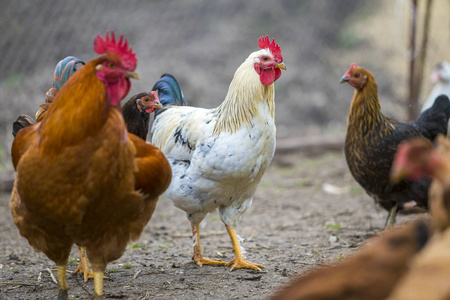 阳光明媚的日子里的可爱公鸡图片
