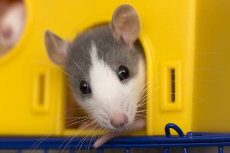 白色和灰色驯服的老鼠仓鼠的肖像头,闪亮的眼睛从明亮的黄色笼子看,在