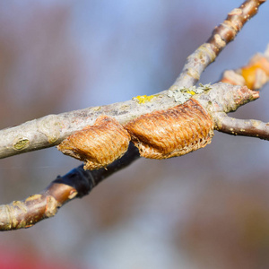 螳螂在树枝上. 昆虫在茧中产卵过冬.照片