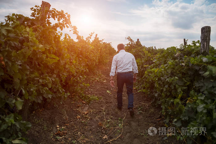 老人酒商在葡萄园里行走的背影