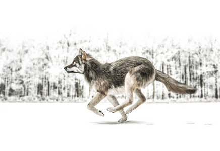 一只狼在雪地里奔跑