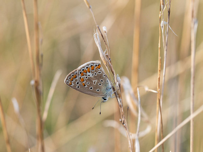 一只美丽的普通蓝蝶，雌蝶坐在干燥的草叶上休息
