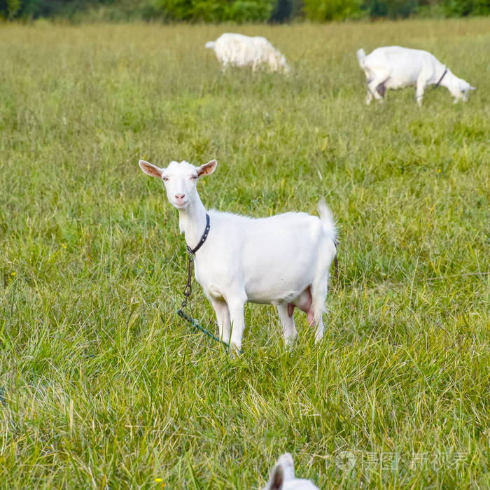 在草地上放牧的山羊. 白山羊奶牛在牧场吃草.
