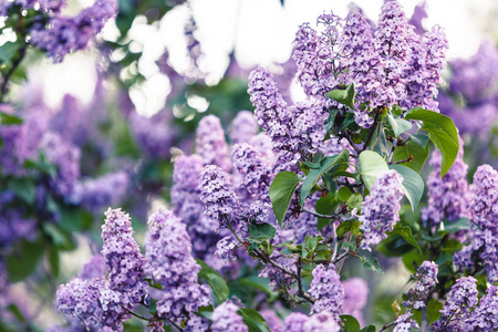 春天开放的紫丁香灌木与阳光。 开着紫色和紫色的丁香花。 春季季节自然背景
